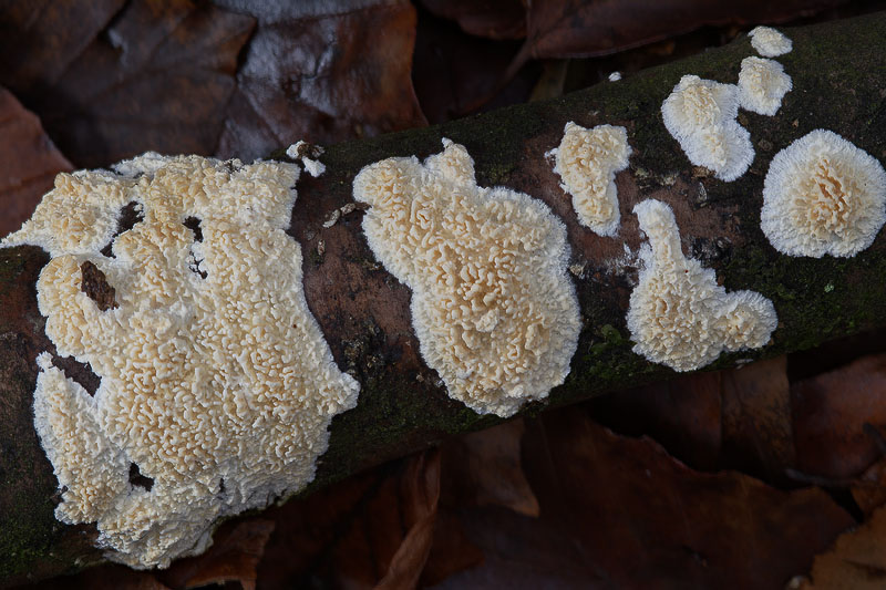 Basidioradulum radula